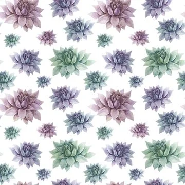 Seamless pattern watercolor hand-drawn green purple pink succulent echeveria Stock Illustration