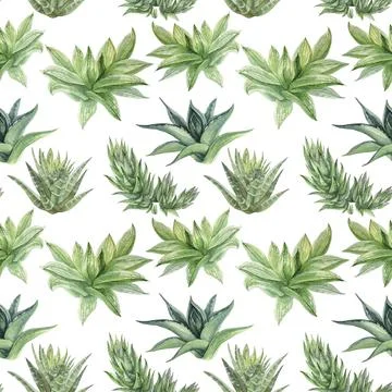 Seamless pattern watercolor hand-drawn green succulent haworthia, aloe vera home Illustrazione stock