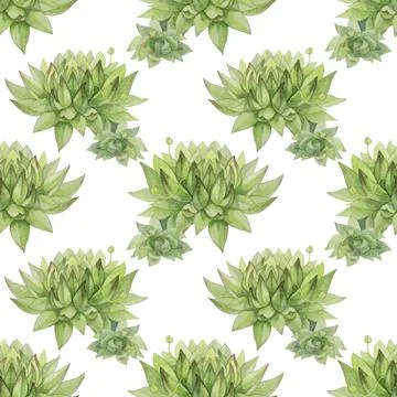 Seamless pattern watercolor hand-drawn green succulent echeveria home plant. Art Stock Illustration