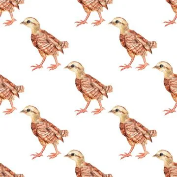 Seamless pattern with watercolor image of chicken. Stock Illustration