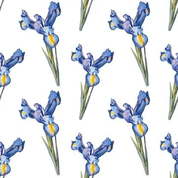 Seamless pattern watercolor iris flower isolated on white background. Hand-drawn Stock Illustration