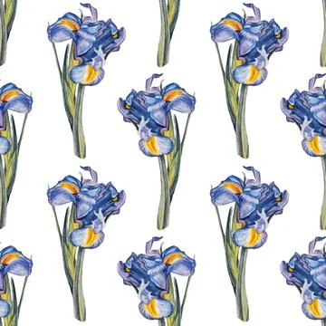 Seamless pattern watercolor iris flower isolated on white background. Hand-drawn Stock Illustration
