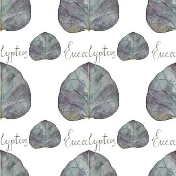 Seamless pattern watercolor leaf eucalyptus and lettering word on white Stock Illustration