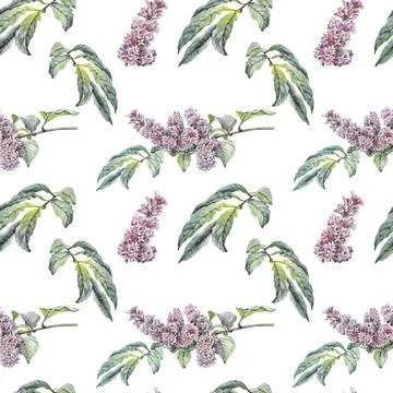 Seamless pattern watercolor lilac isolated on white background. Spring hand Stock Illustration