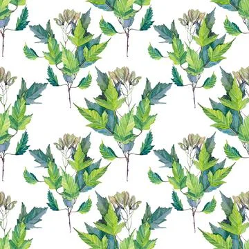 Seamless pattern watercolor maple branch with green leaves on white. Hand drawn Stock Illustration