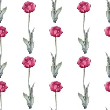 Seamless pattern watercolor red tulip with green leaves isolated on white Stock Illustration