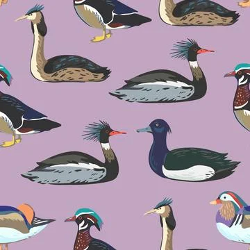 Seamless pattern with waterfowl, different types of ducks and grebe. Vector.. Stock-Illustration