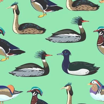 Seamless pattern with waterfowl, different types of ducks and grebe. Vector.. Stock Illustration