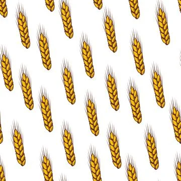 Seamless pattern with wheat. Agricultural image with natural ears of barley or Stock Illustration