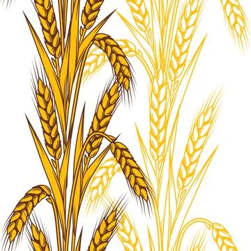 Seamless pattern with wheat. Agricultural image with natural ears of barley or Stock Illustration