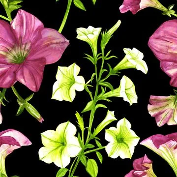 Seamless pattern of white and pink petunias watercolor Stock Illustration