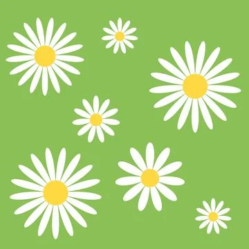 Seamless pattern of white daisies on a green background Illustrazione stock