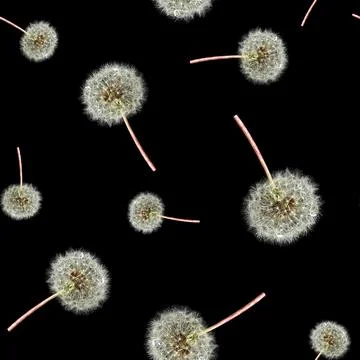 Seamless pattern of white dandelions on a black background. Overlay Stock Photos