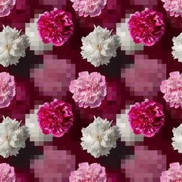 Seamless pattern with white, pink peony flowers on pink background Stock Photos