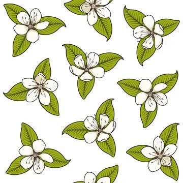 Seamless pattern with white spring flowers. Color vector illustration. Stock Illustration
