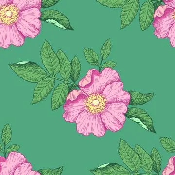 Seamless pattern with wild rose flowers. Vector illustration in retro detai.. Illustrazione stock
