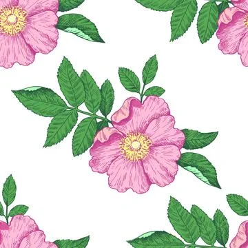 Seamless pattern with wild rose flowers. Vector illustration in retro detai.. Illustrazione stock
