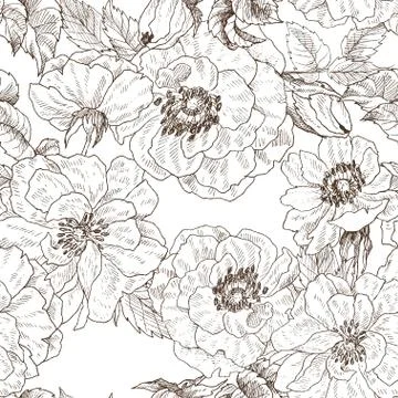 Seamless pattern of wild roses blossom branch isolated on white. Vintage Stock Illustration