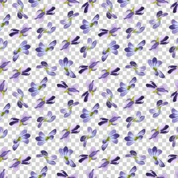 Seamless pattern of wild violet flowers, hand painted watercolor illustration 스톡 일러스트