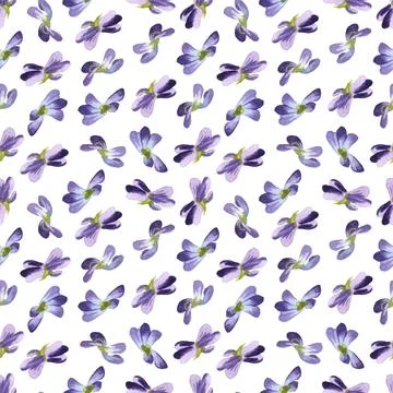 Seamless pattern of wild violet flowers, hand painted watercolor illustration 스톡 일러스트