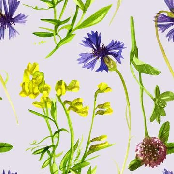 Seamless pattern of wildflowers cornflowers blooming peas clover watercolor Stock Illustration