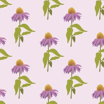 Seamless pattern ws Echinacea purpurea herb plant Illustrazione stock