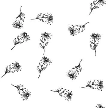 Seamless pattern yellow black eyed susan sketch hand drawn Stock Illustration