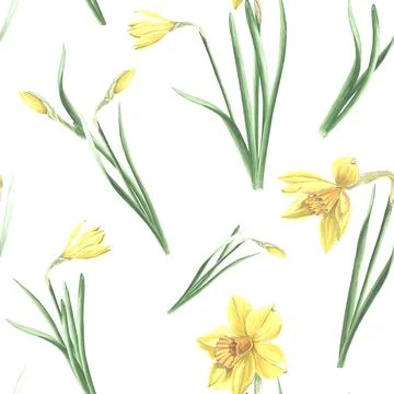 Seamless pattern of yellow daffodils with green leaves on white background. Hand Stock Illustration
