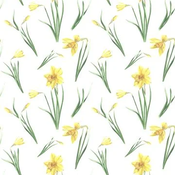 Seamless pattern of yellow daffodils with green leaves on white background. Hand Illustrazione stock