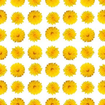 Seamless Pattern with Yellow Dandelion Flowers on White Background Stock Illustration