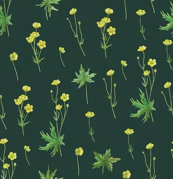 Seamless pattern with yellow meadow buttercup flowers. Realistic botanical Illustrazione stock