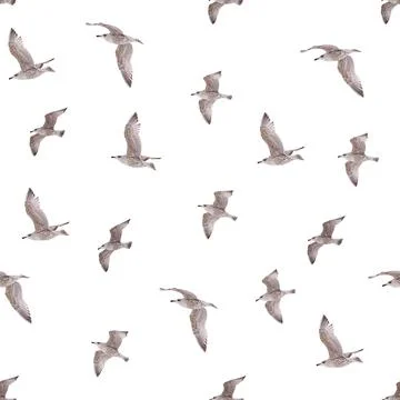 Seamless pattern with young herring seagull in flight. young polar seagull as Stock Photos