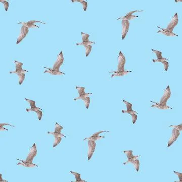 Seamless pattern with young herring seagull in flight. young polar seagull as Stock Photos
