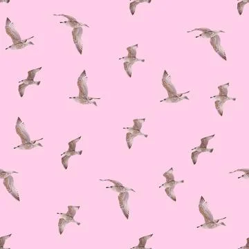 Seamless pattern with young herring seagull in flight. young polar seagull as Stock Photos