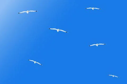 Seamless pattern with young seagulls in flight. pattrern isolated on blue. Stock Photos