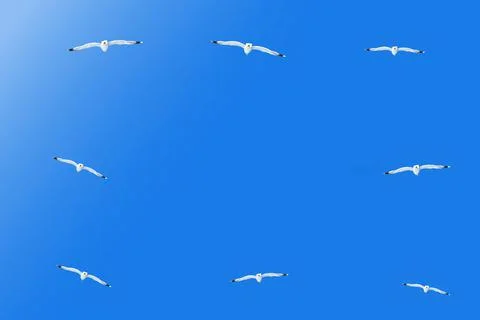 Seamless pattern with young seagulls in flight. pattrern isolated on blue. space Stock Photos