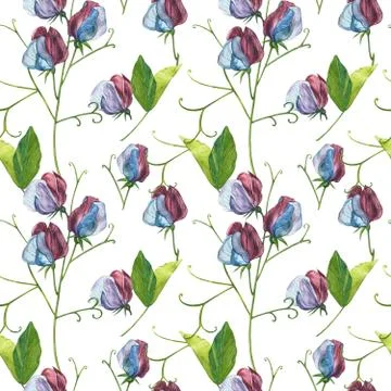 Seamless patterns. Watercolor set of Sweet Peas flowers and leaves, hand drawn Stock Illustration
