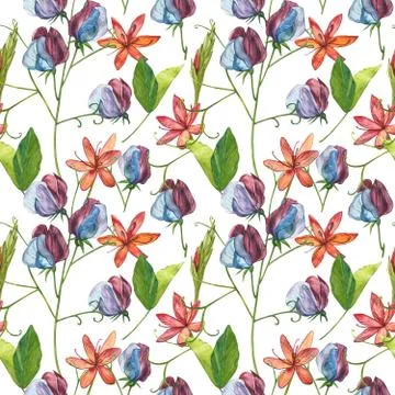 Seamless patterns. Watercolor set of Sweet Peas flowers and leaves, hand drawn Stock Illustration