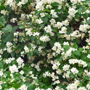 Seamless photo pattern of fruit tree flowers in spring time. May using for ad Stock Photos