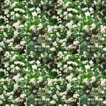 Seamless photo pattern of fruit tree flowers in spring time. May using for ad Stock Photos