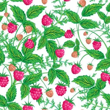 Seamless raspberry pattern. Cute hand drawing raspberry background. Vector Stockillustratie