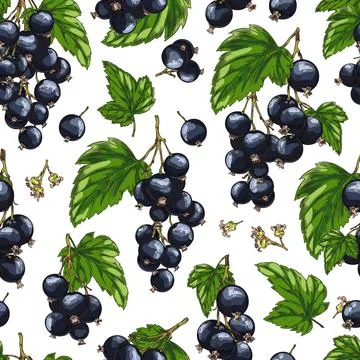 Seamless realistic pattern with black currants and green leaves, Blackberry Illustrazione stock