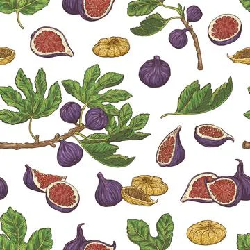 Seamless repeatable pattern with fig plant parts sketch vector illustration. Stock Illustration