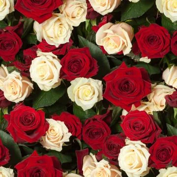 Seamless roses background Stock Photos