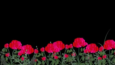 Seamless Roses Flower Pattern Moving in the Wind Transparent Alpha Channel Stock Footage 123136676