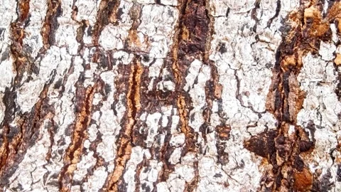 Seamless rotating loop of a natural rough tree bark texture featuring intri.. Stock-Footage 343512176