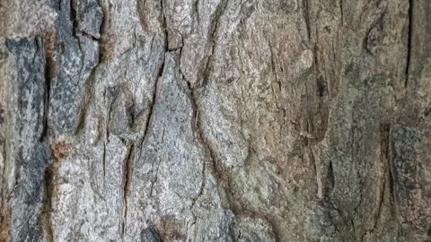 Seamless rotating loop of a rough, weathered tree bark texture featuring de.. Stock Footage 343514975