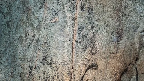Seamless rotating loop of textured grey tree bark background featuring natu.. Stock Footage 343515780