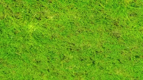 Seamless rotating loop of vibrant green grass lawn turf texture, featuring .. Stock Footage 343516768