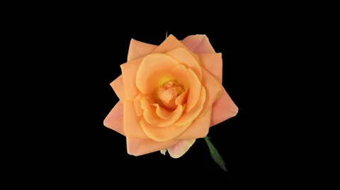 Seamless rotating time-lapse of opening and closing Bonanza rose Stock Footage 68519031